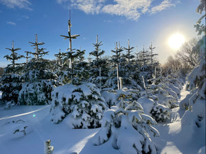 Egen plantage dækket i snelag