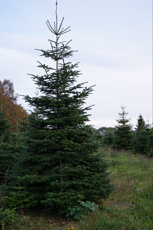 Stort juletræ fra egen plantage