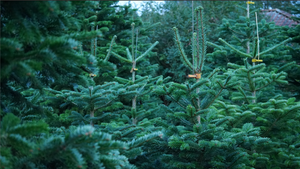 Egen juletræs plantage