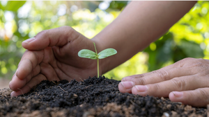 Taking care of little plant