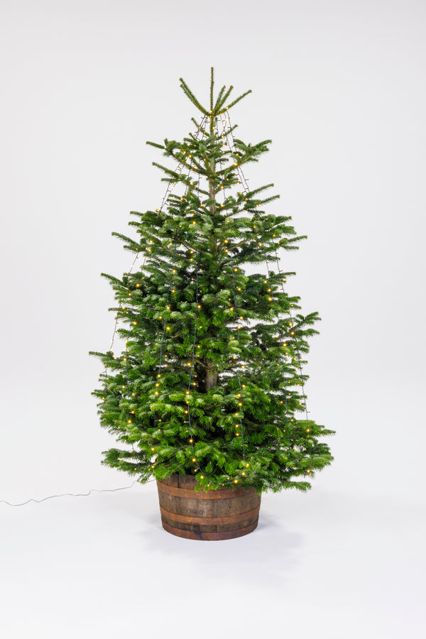 Juletræ i whiskeytønde med lyskæder