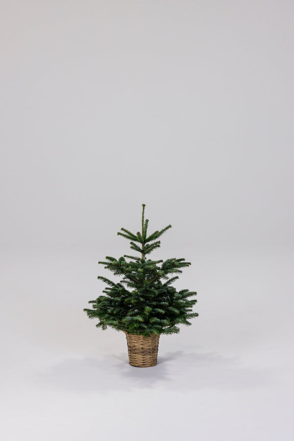 Juletræ i Potte af flet - 0.80-1.00 meter