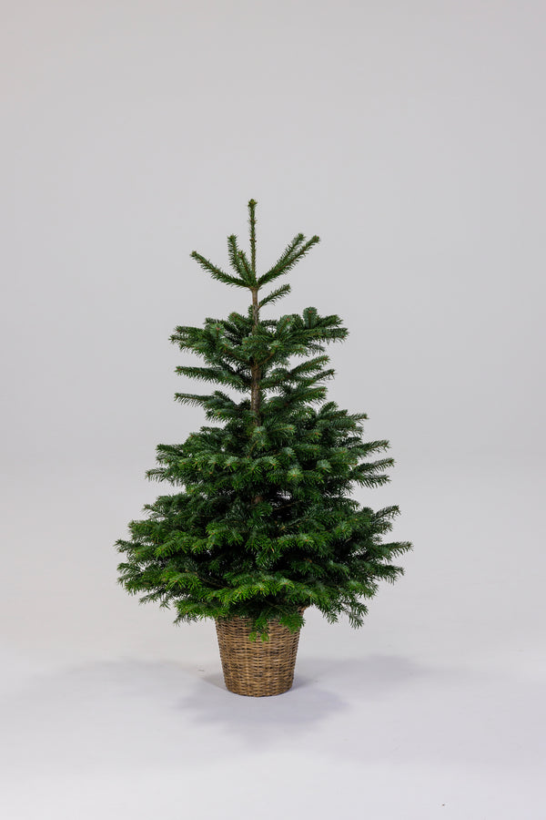 Juletræ i Potte af flet - 1.25-1.50 meter