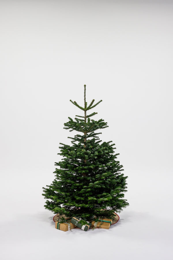 Juletræ - Nordmannsgran