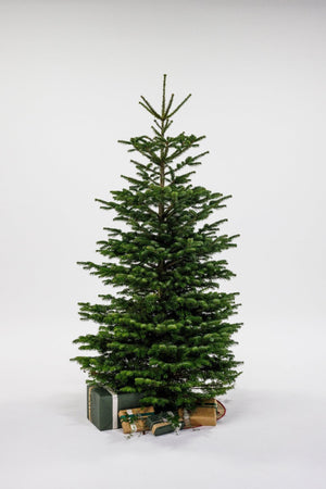 Juletræ - Nordmannsgran
