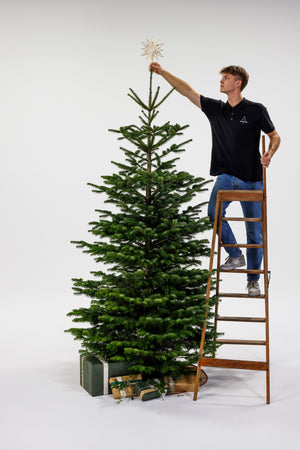 Dreng Står på træstige og sætter stjerne på juletræ