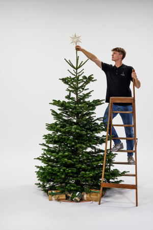 Dreng Står på træstige og sætter stjerne på juletræ