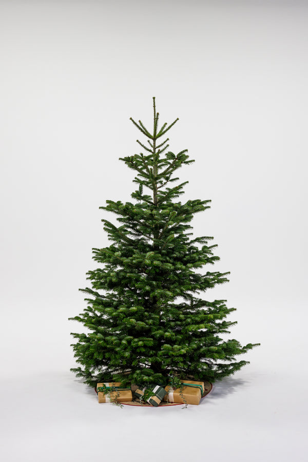 Juletræ - Nordmannsgran