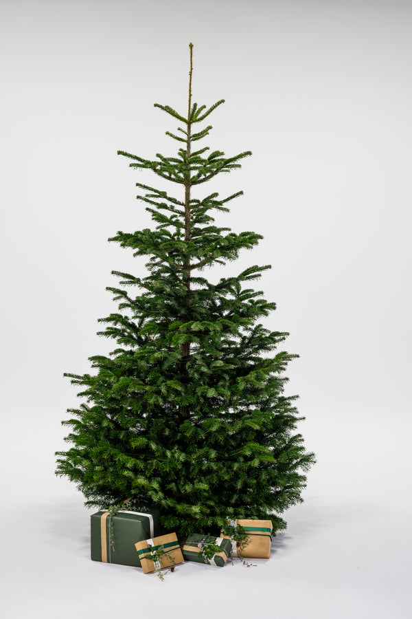 Stort juletræ med pakker under