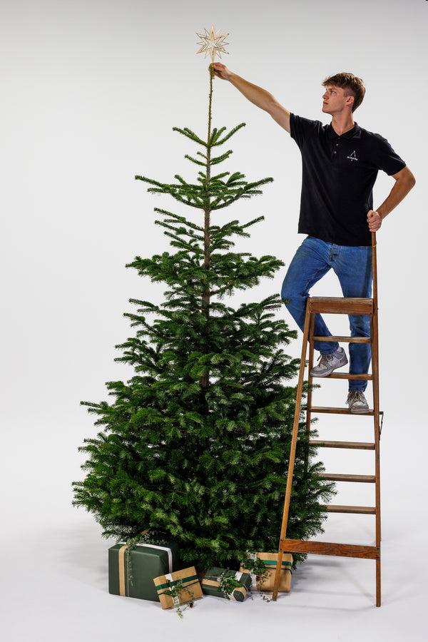Dreng står på stige og sætter stjerne på stort juletræ