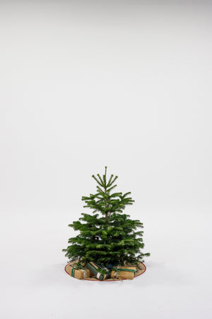 Juletræ - Nordmannsgran