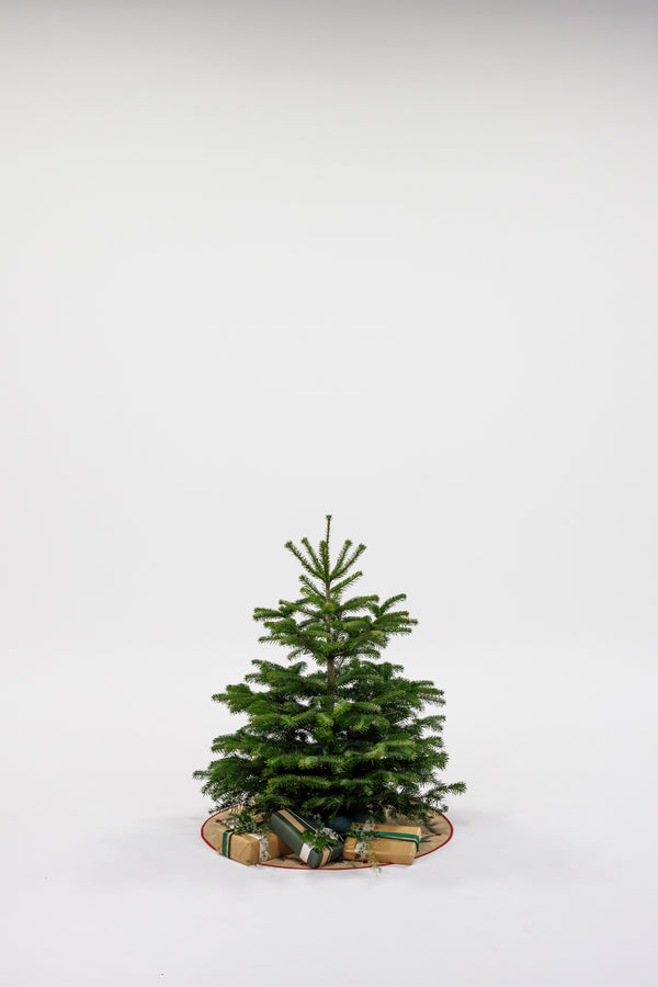 Juletræ - Nordmannsgran