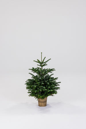 Juletræ i Potte af flet - 1.00-1.25 meter