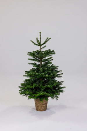 Juletræ i Potte af flet - 1.25-1.50 meter